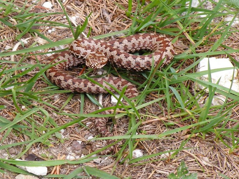 Vipera berus